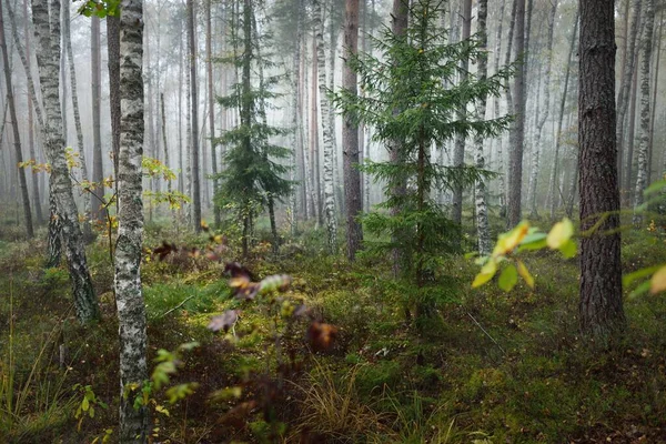 Temná Atmosférická Krajina Věčně Zeleného Lesa Mlze Při Východu Slunce — Stock fotografie