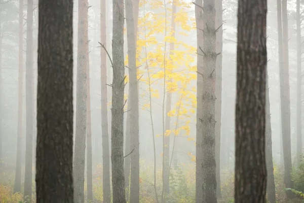 Atmosférická Krajina Věčně Zeleného Lesa Mlze Při Východu Slunce Starověké — Stock fotografie