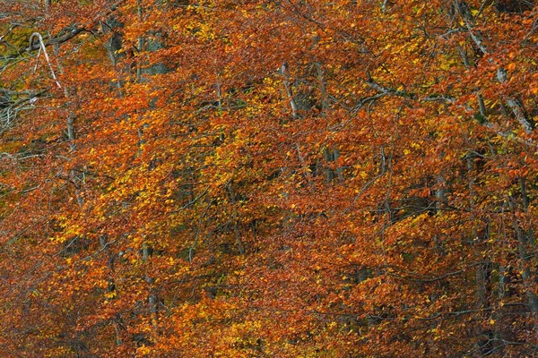 Közelkép Bükkösről Hatalmas Fatörzsek Sárga Piros Narancssárga Levelek Idilli Őszi — Stock Fotó