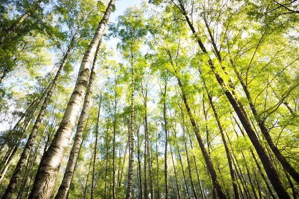 Açık Bir Günde Yeşil Huş Ağacının Alçak Açılı Görüntüsü Halk — Stok fotoğraf