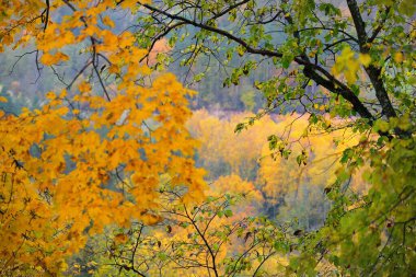Akçaağacın, huş ağacının ve renkli yeşil, sarı, kırmızı, turuncu yapraklı diğer yaprak döken ağaçların yakın çekimi. Gauja Nehri Vadisi, Sigulda, Letonya 'daki ulusal park. Sonbahar renkleri, sonbahar mevsimi, mevsimler