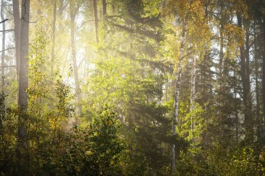 Gün doğumunda karışık kozalaklı ormanın resimli manzarası. Sis, sis, güneş ışınları. Çam, köknar ve renkli altın huş ağaçları. Gizemli sonbahar manzarası. Sonbahar mevsimi, saf doğa, ekoloji.