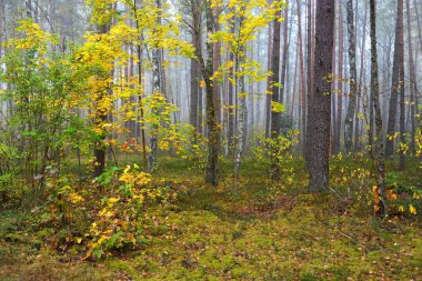 Güneş doğarken sisli, yemyeşil ormanın karanlık atmosferik manzarası. Antik çam ağaçları, altın akçaağaç ve huş ağacı. Ekoloji, sonbahar, eko-turizm, Avrupa 'da çevre koruma
