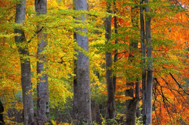 Kayın ormanının yakın görüntüsü. Güçlü ağaç gövdeleri, sarı, kırmızı, turuncu yapraklar. Idyllic sonbahar manzarası. Ekoloji, doğa, çevre. Almanya. Desen, doku, arkaplan, duvar kağıdı, konsept sanat
