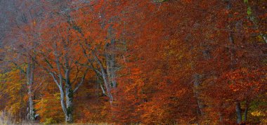 Kayın ormanının panoramik görüntüsü. Güçlü ağaç gövdeleri, sarı, kırmızı, turuncu yapraklar. Idyllic sonbahar manzarası. Ekoloji, doğa, çevre. Almanya. Desen, doku, arkaplan, kavram sanatı