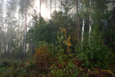 Gün doğumunda karışık kozalaklı ormanın resimli manzarası. Sis, sis, güneş ışınları. Çam, köknar, meşe ve huş ağaçlarını yakından çek. Gizemli sonbahar manzarası. Sonbahar mevsimi, saf doğa, ekoloji, eko turizm