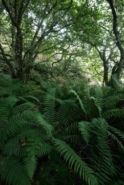 İskoç yağmur ormanlarının nefes kesici manzarası. Antik ağaçlar, yosun ve eğreltiotu yakın plan. Saf sabah güneşi. Crinan Kanalı, Argyll ve Bute, İskoçya, İngiltere