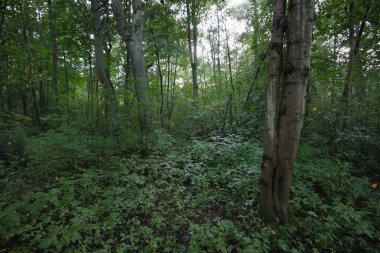 Bulutlu bir yaz gününde gizemli yaprak döken orman. Eski yosunlu ağaç gövdeleri yakın planda, ağaç siluetleri arka planda. Karanlık manzara. Ekolojik ekosistemler, çevresel koruma, eko turizm