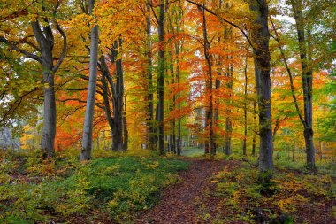 Kayın ağacı ormanlarının tepelerine giden yol. Güçlü ağaç gövdeleri, sarı, kırmızı, turuncu yapraklar. Idyllic sonbahar manzarası. Sonbahar mevsimi, ekoloji, doğa, çevre, eko-turizm, eğlence. Almanya