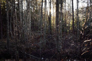 Evergreen ormanı kırağı kaplamıştı. Yumuşak günbatımı ışığı, küçük ağaçların dalları arasından güneş ışığı. Idyllic manzara. Doğa, kış, mevsimler, çevre, eko-turizm