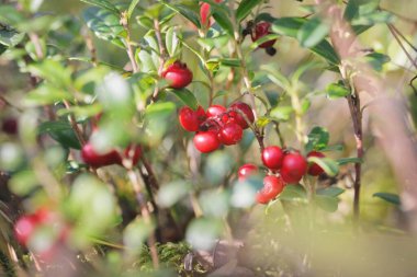 Kırmızı orman böğürtlenlerinin (yaban mersini ve yabanmersini) yakın çekimi. Soyut doğal desen, doku, arka plan, duvar kağıdı. Orman, çevre turizmi, bahçe işleri, tarım endüstrisi kavramları. Sağlıklı, vejetaryen, diyet yemekleri