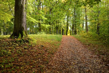 Şehir parkında bir kırsal yol (ara yol, patika). Renkli yeşil ve altın yapraklı kudretli ağaçlara yakın çekim. Sonbahar. Letonya, Avrupa. Seyahat yeri, eko-turizm, eğlence, yürüyüş, bisiklet, doğa