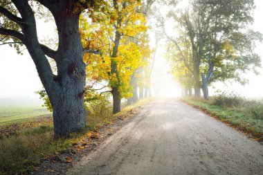 Yapraklı meşe ve akçaağaç ağaçlarının arasından tek şeritli kırsal yol (alley). Doğal tünel. Güneş ışığı, güneş ışığı, sis, gölgeler. Peri sonbahar sahnesi. Umut, cennet kavramları. Doğa, ekoloji, yürüyüş, bisiklet