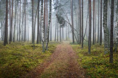Güneşin doğuşunda sisli bir havada ebediyete kadar uzanan kırsal yol (patika). Antik çam ağaçları, yeşil ve altın bitkiler, huş ağacına yakın çekim. Ekoloji, sonbahar, eko-turizm, çevre koruma