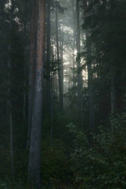 Güneşin doğuşunda sisli bir sabahta esrarengiz, esrarengiz ve yeşil ormanın manzarası. Saf güneş ışığı, ağaç gövdeleri boyunca güneş ışığı. Çam ve köknar ağaçları yakın plan. Atmosferik sonbahar manzarası