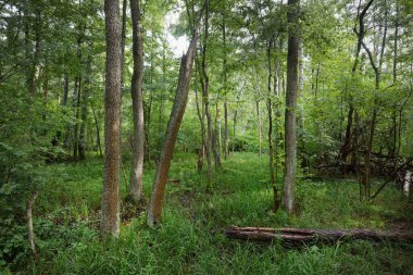 Bulutlu bir yaz gününde gizemli yaprak döken orman. Eski yosunlu ağaç gövdeleri yakın planda, ağaç siluetleri arka planda. Karanlık manzara. Ekolojik ekosistemler, çevresel koruma, eko turizm