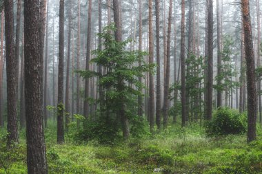Karanlık, köknar ve köknar ağaçları. Bulutlu bir gün. Sonbahar renkleri. Atmosferik manzara. Eko turizm, çevre, yalnızlık, karanlık kavramlar