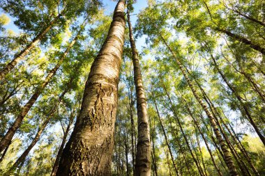 Açık bir günde yeşil huş ağacının alçak açılı görüntüsü. Halk parkı. Ağaç gövdeleri yakın plan. Mavi gökyüzü, güneş ışığı, gün ışığı, güneş ışığı. Ekoloji, peyzaj tasarımı, peyzaj, dokular, arka plan