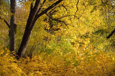 Parktaki patikadan manzaraya bak. Renkli sarı ve turuncu yapraklardan oluşan orman tabanı, muazzam altın yapraklı ağaçlar. Birch, akçaağaç, meşe. Ekoloji, eko-turizm, Avrupa 'da çevre koruma