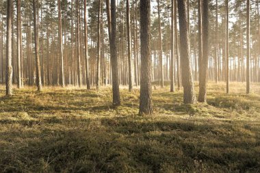 Günbatımında Evergreen Ormanı. Muazzam çam ağaçlarından oluşan bir duvar. Saf altın akşam güneşi, sis. Idyllic manzara. Avrupa 'da sonbaharın başlarında. Ekoloji, çevre koruma, doğa