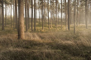 Günbatımında Evergreen Ormanı. Muazzam çam ağaçlarından oluşan bir duvar. Saf altın akşam güneşi, sis. Idyllic manzara. Avrupa 'da sonbaharın başlarında. Ekoloji, çevre koruma, doğa