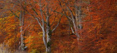 Kayın ormanının panoramik görüntüsü. Güçlü ağaç gövdeleri, sarı, kırmızı, turuncu yapraklar. Idyllic sonbahar manzarası. Ekoloji, doğa, çevre. Almanya. Desen, doku, arkaplan, kavram sanatı