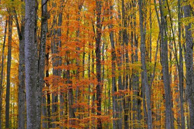 Altın kayın ağacı ormanının pitoresk manzarası. Güçlü ağaç gövdeleri, renkli sarı, kırmızı, turuncu yapraklar. Idyllic sonbahar manzarası. Mevsimler, sonbahar mevsimi, ekoloji, saf doğa, eko-turizm. Almanya