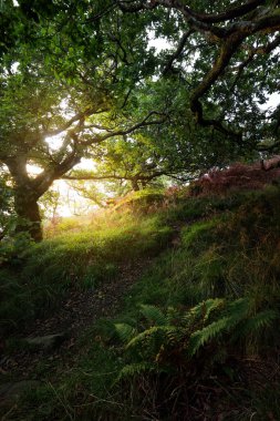 İskoç yağmur ormanlarının nefes kesici manzarası. Antik ağaçlar, yosun ve eğreltiotu yakın plan. Saf sabah güneşi. Crinan Kanalı, Argyll ve Bute, İskoçya, İngiltere