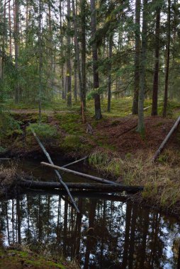 Toprak zemini ile kaplı yeşil ormanın içinden geçen yol. Yumuşak günbatımı ışığı. Küçük nehir, güçlü yosunlu ağaçlar, yakın çekimde kütükler. Renkli bitkilerle dolu bir orman zemini. Doğa, kış, mevsimler, eko-turizm