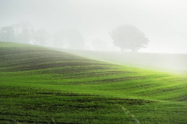 Güneş doğarken traktör izleri olan tarla tarlalarında yeşil ve altın yapraklı kudretli meşe ağacı. Sabah sisi. Resimli sonbahar manzarası. Doğa, ağaçlar, çiftlik, kereste endüstrisi. Almanya