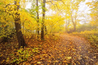Ormandaki patika (kırsal yol, sokak). Renkli yeşil, sarı, turuncu, altın yapraklı yaprak döken ağaçlar. Dalların arasından güneş ışınları. Doğal tünel. Sonbahar, mevsimler, çevre