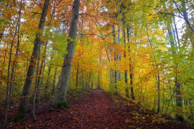 Kayın ağacı ormanlarının tepelerine giden yol. Güçlü ağaç gövdeleri, sarı, kırmızı, turuncu yapraklar. Idyllic sonbahar manzarası. Sonbahar mevsimi, ekoloji, doğa, çevre, eko-turizm, eğlence. Almanya