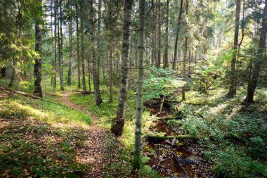 Sonsuz yeşil ormanın içinden geçen yol. Antik çam ve yaprak döken ağaçlar, yosun, eğrelti otu, bitkiler. Ilık güneş ışığı. Doğal dokular. Karanlık atmosferik manzara. Saf doğa, çevre, ekoloji, eko turizm