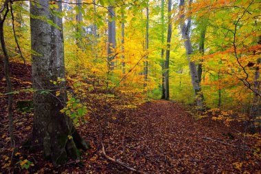 Kayın ağacı ormanındaki tepelerin panoramik manzarası. Güçlü ağaç gövdeleri, sarı, kırmızı, turuncu yapraklar. Idyllic sonbahar manzarası. Sonbahar mevsimi, ekoloji, doğa, çevre, eko-turizm, eğlence. Almanya