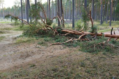 Tek şeritli kırsal yol (patika) devrilmiş çam ağacı tarafından kapatıldı. Fırtına, fırtına, kasırga gibi. Sonbaharın başında. Letonya, Avrupa. Çevre, ekolojik sorunlar, iklim değişikliği, ekoloji, tehlike