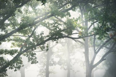 Güneş doğarken gizemli bir siste karanlık ormanın resim gibi manzarası. Güneş güçlü meşe, köknar, çam, huş ağacı boyunca ışıldar. Idyllic kırsal kesim. Sonbahar sezonu, konsept sanat, eko turizm, doğa