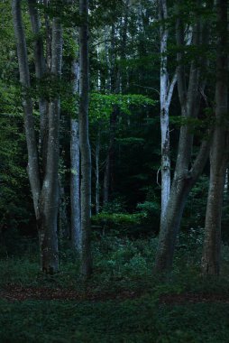 Karanlık gizemli alacakaranlık kayın ağacı ormanının resimli manzarası, antik ağaç gövdeleri. Atmosferik manzara. Saf doğa, ekoloji, çevre koruma, eko turizm
