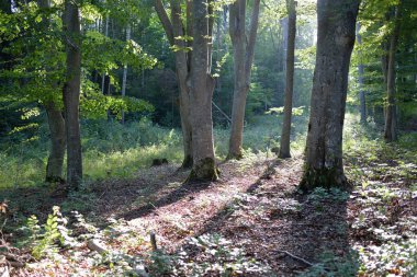 Koyu yeşil kayın ormanının manzarası, antik ağaç gövdeleri. Sonbaharın başında. Güneş ışığı, güneş ışığı. Atmosferik manzara. Saf doğa, ekoloji, çevre koruma, eko turizm