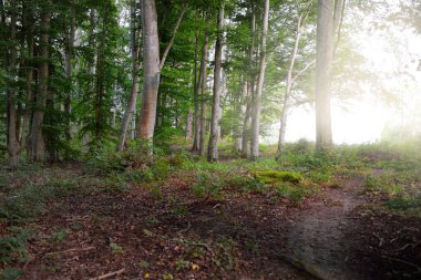 Gün batımında koyu yeşil kayın ağaçları, yakın plan antik ağaç gövdeleri, renkli kuru yapraklardan oluşan orman tabanı. Sonbaharın başında. Atmosferik manzara. Saf doğa, ekoloji, çevre koruma, eko turizm