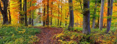 Kayın ağacı ormanındaki tepelerin panoramik manzarası. Güçlü ağaç gövdeleri, sarı, kırmızı, turuncu yapraklar. Idyllic sonbahar manzarası. Sonbahar mevsimi, ekoloji, doğa, çevre, eko-turizm, eğlence. Almanya