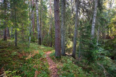 Sonsuz yeşil ormanın içinden geçen yol. Antik çam ve yaprak döken ağaçlar, yosun, eğrelti otu, bitkiler. Ilık güneş ışığı. Doğal dokular. Karanlık atmosferik manzara. Saf doğa, çevre, ekoloji, eko turizm