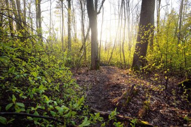 Gün batımında yaşlı yosunlu ağaçlar ve genç çalılar, yakın plan. Taze yeşil yapraklar. Ağaç gövdelerinden güneş ışınları geçiyor. Almanya 'da bahar ormanı. Idyllic kırsal kesim. Turizm, çevre koruma, mevsimler