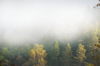 Gauja nehir vadisi ve gün doğumunda yoğun ve gizemli bir sis bulutunun içindeki renkli altın ormanlar. Sigulda, Letonya. Nefes kesici panoramik hava manzarası. Saf doğa, çevre, turizm, eğlence