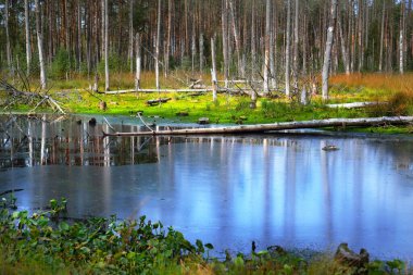 A small swamp (lake) in the evergreen forest. Mossy tree logs, plants close-up. Northern woodland. Fallen trees after hurricane. Tranquil landscape. Ecology, ecosystems, environmental conservation clipart