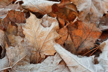 Kahverengi (altın) akçaağaç yapraklarından oluşan orman zemininde kristal gibi berrak bir toz tabakası var. Yakın plan. Doğal doku, arka plan, duvar kağıdı, grafik kaynakları. Sonbahar renkleri, erken kış, ilk kar, iklim