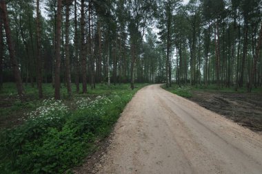 Alacakaranlık yemyeşil çam ormanında tek şeritli kırsal bir yol. - Letonya. Atmosferik manzara. Bisiklet, spor, İskandinav yürüyüşü, eko turizm, çevre