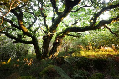 İskoç yağmur ormanlarının nefes kesici manzarası. Antik ağaçlar, yosun ve eğreltiotu yakın plan. Saf sabah güneşi. Crinan Kanalı, Argyll ve Bute, İskoçya, İngiltere