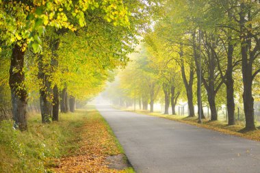 Yaprak döken ağaçların arasından tek şeritli kırsal asfalt yolu (alley). Altın güneş ışığı, güneş ışığı, sis, gölgeler. Peri sonbahar sahnesi. Umut, cennet, vahşi doğa, yalnızlık, doğa, ekoloji, yürüyüş, bisiklet