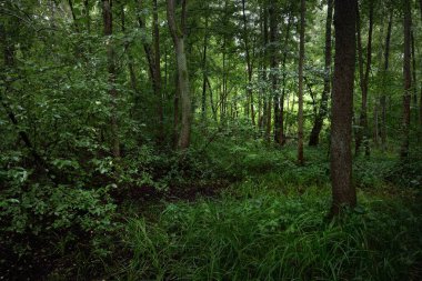 Bulutlu bir yaz gününde gizemli yaprak döken orman. Eski yosunlu ağaç gövdeleri yakın planda, ağaç siluetleri arka planda. Karanlık manzara. Ekolojik ekosistemler, çevresel koruma, eko turizm