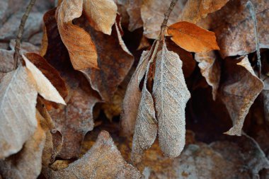 Kahverengi (altın) akçaağaç yapraklarından oluşan orman zemininde kristal gibi berrak bir toz tabakası var. Yakın plan. Doğal doku, arka plan, duvar kağıdı, grafik kaynakları. Sonbahar renkleri, erken kış, ilk kar, iklim